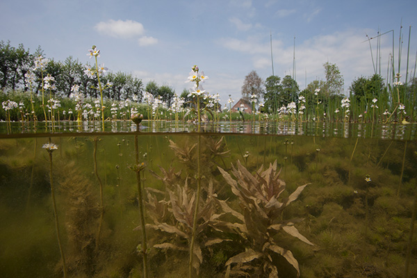 Boven en onder water. Foto: Blik Onder Water