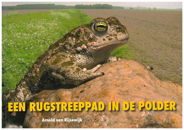 Een rugstreeppad in de polder