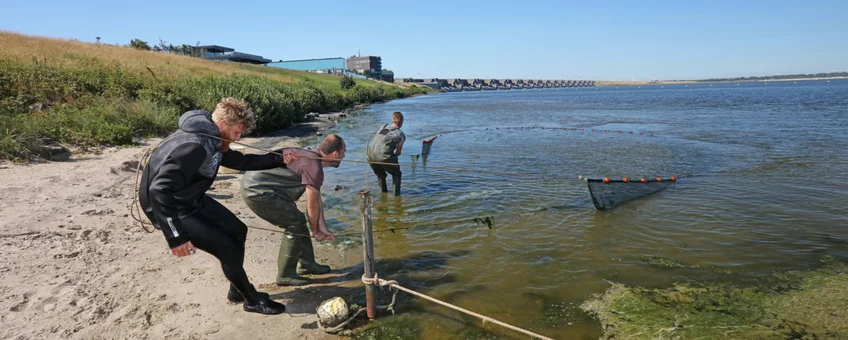 Zegenvissen bij de kier, Haringvliet Zegenvissen bij de kier, Haringvliet