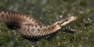 Adder