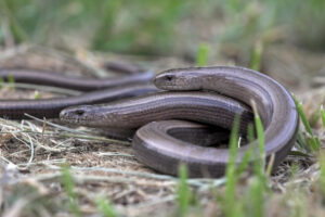 Hazelworm