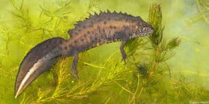 Kamsalamander