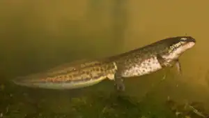 Vinpootsalamander