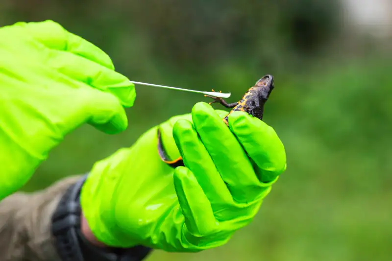 Wetenschapper houdt amfibie vast met groene handschoenen.
